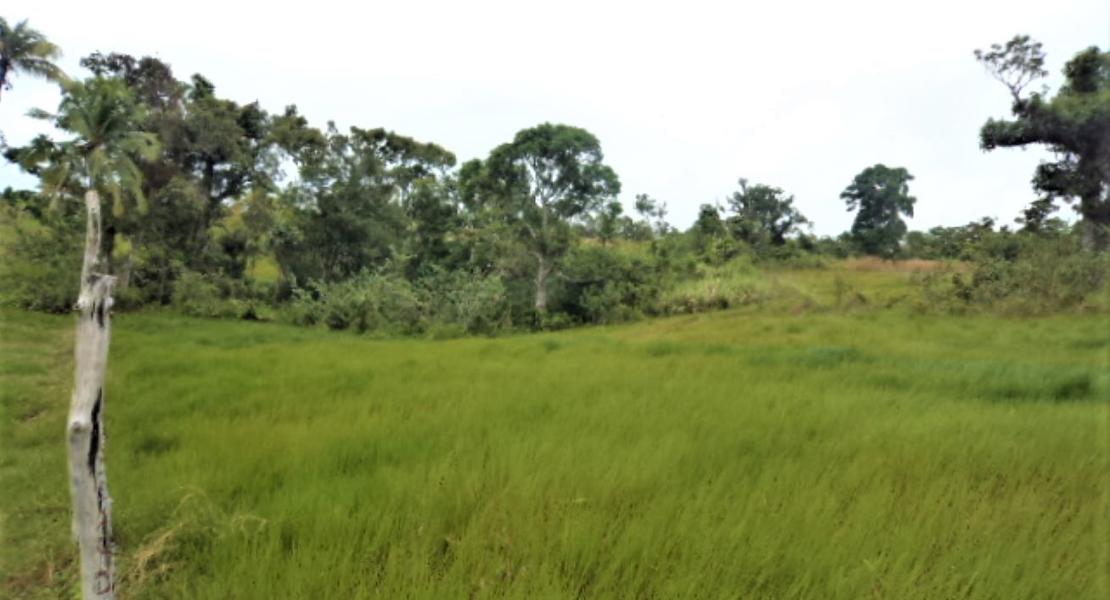 Agricultural freehold land, Fiji SouthPacificRealEstate